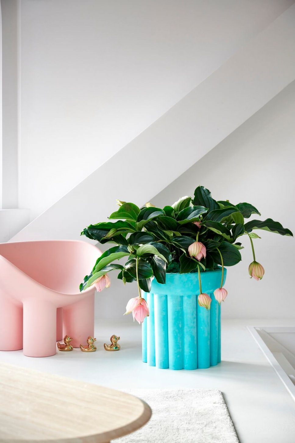 Moderner Wohnraum mit blauem Blumenkasten gefüllt mit Medinilla