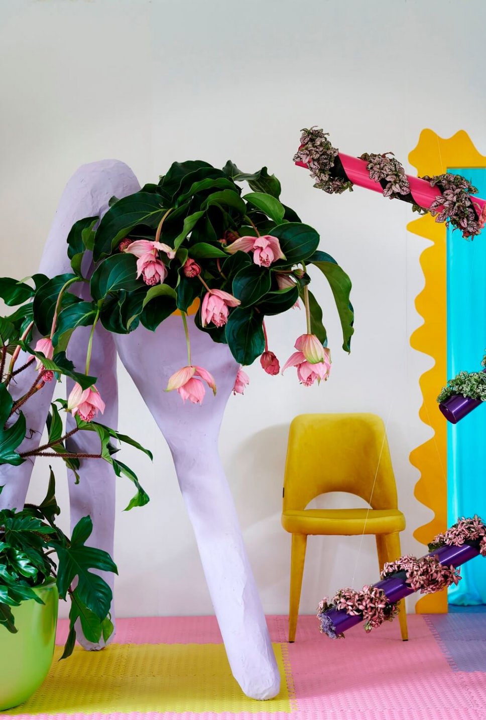 Moderner Wohnraum mit lila schrillem Blumenkasten gefüllt mit Medinilla