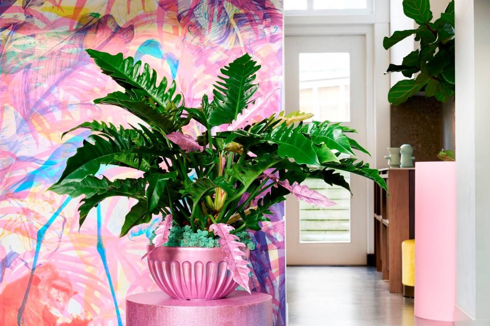 Moderner Wohnraum mit rosa Blumenkasten gefüllt mit Philodendron