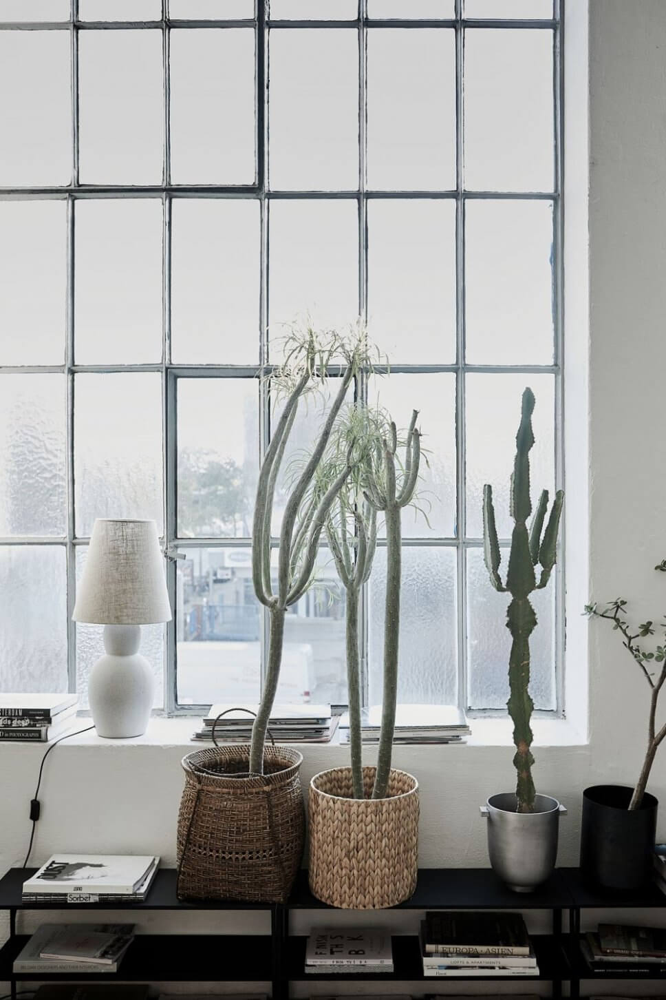Zimmerpflanzen vor Industriefenster im Loft