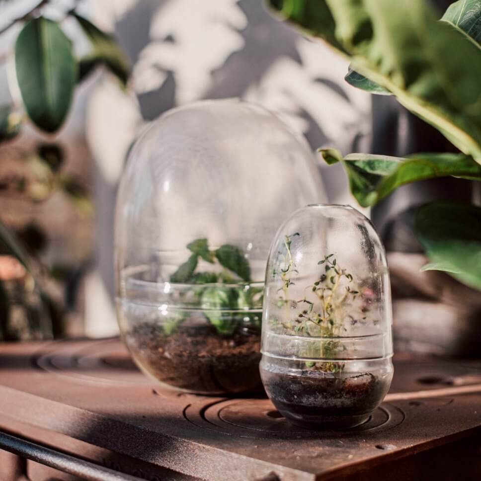 Anzuchthauben aus Glas mit kleinen Pflänzchen