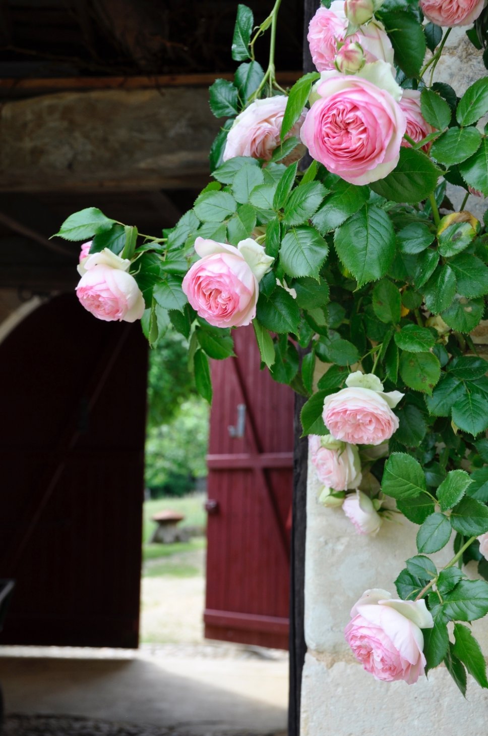Blühende Rosen in altem französischen Landhaus