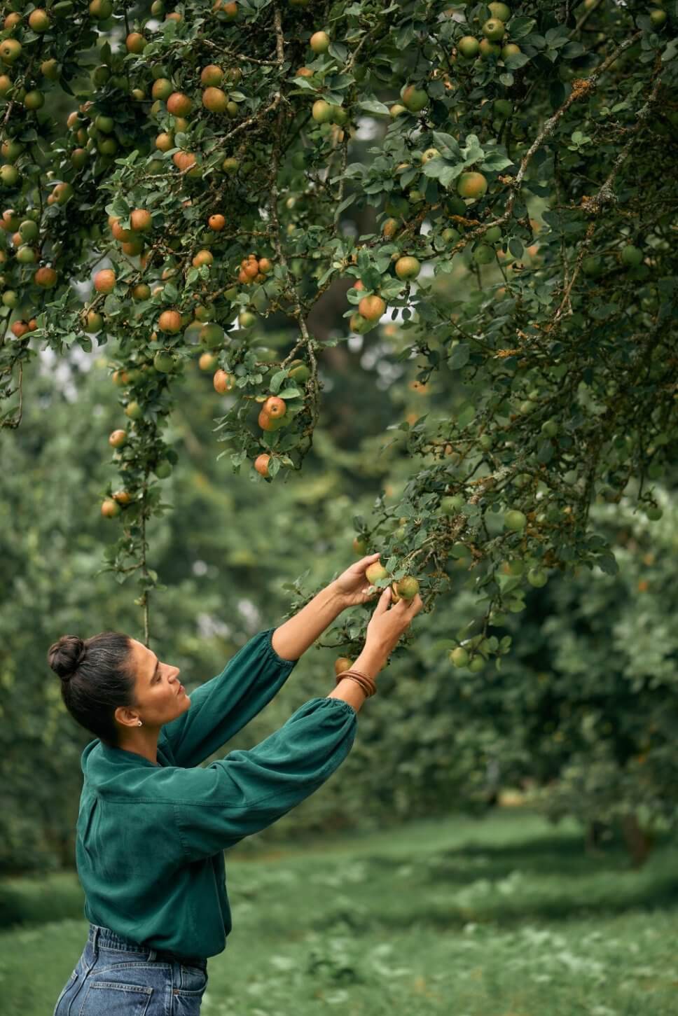 Frau pflückt Äpfel auf Wiese unter Apfelbäumen