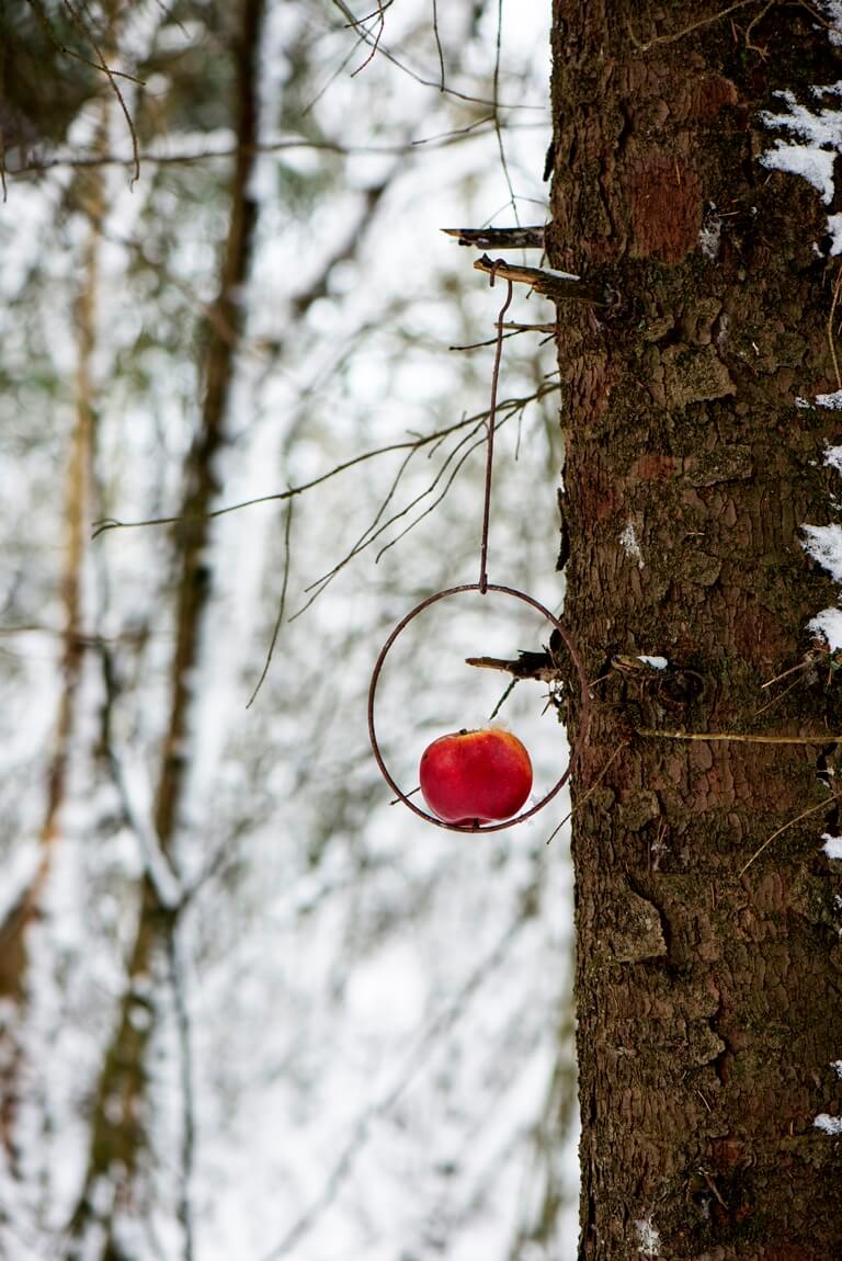 Apfel in Metallring hängt draußen im BAum