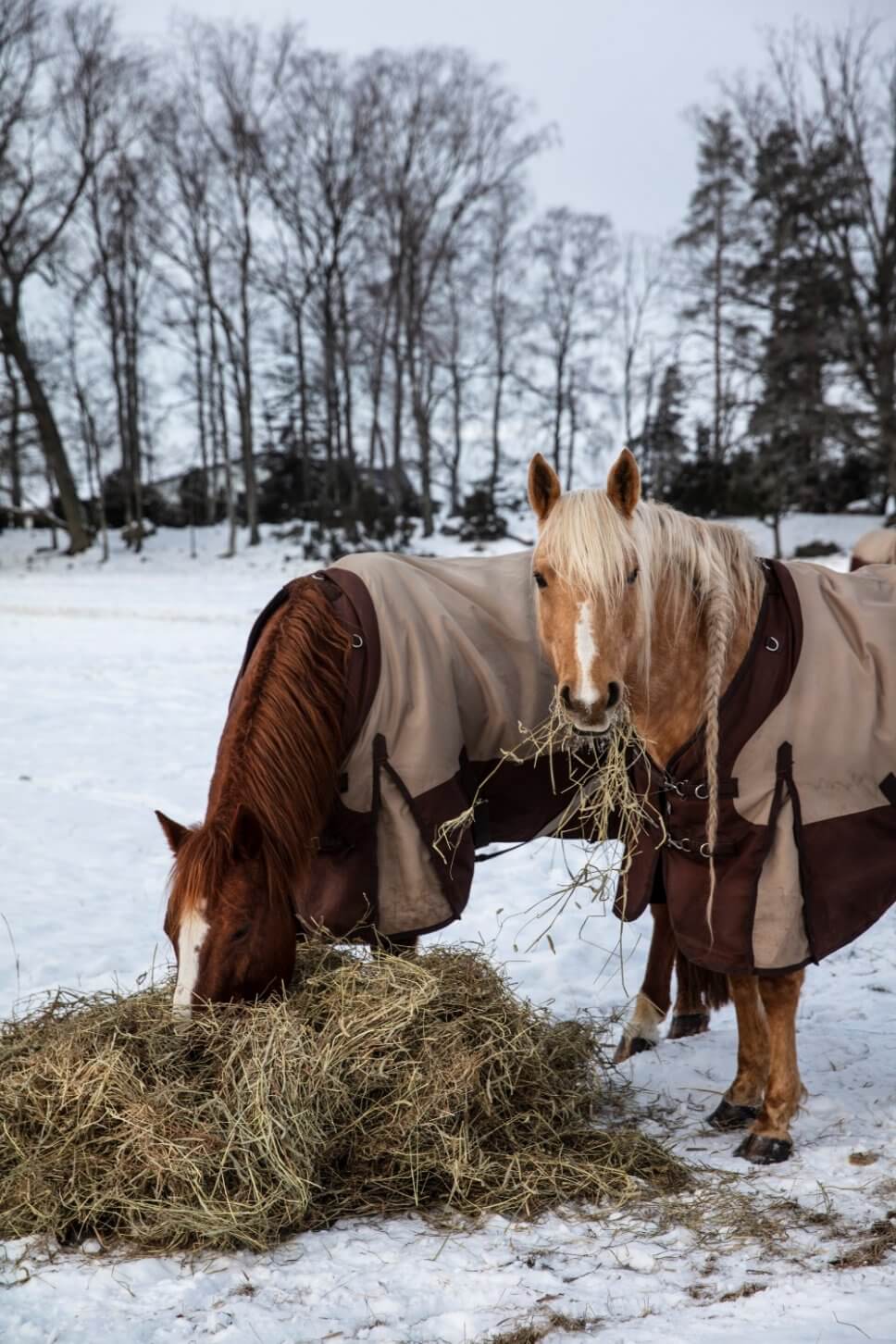 Pferde auf schneebedeckter Koppel
