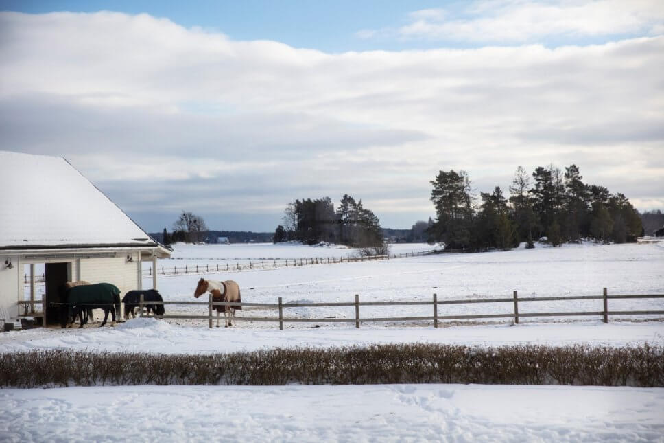 Pferde auf schneebedeckter Koppel