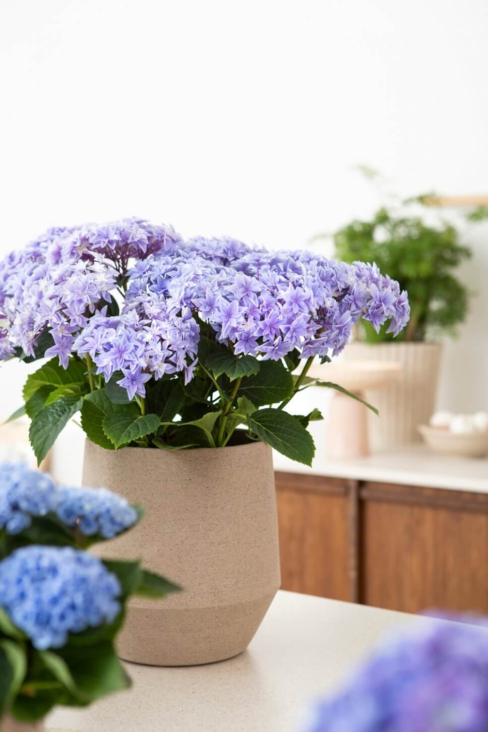 Blumentopf mit lila blühenden Hortensien