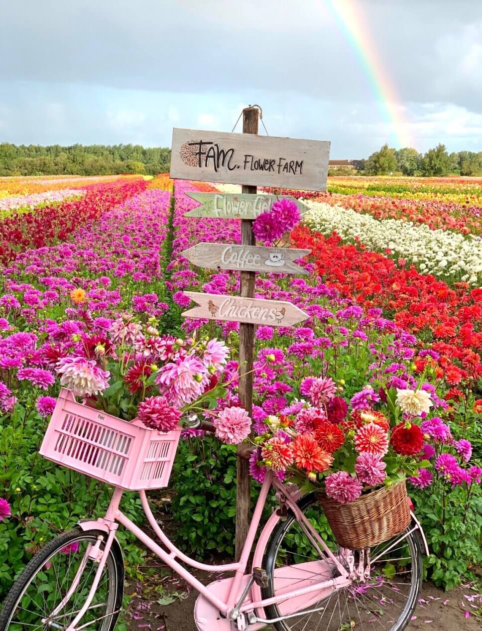 Bunte Blumensträuße vor blühendem Blumenfeld voller Dahlien