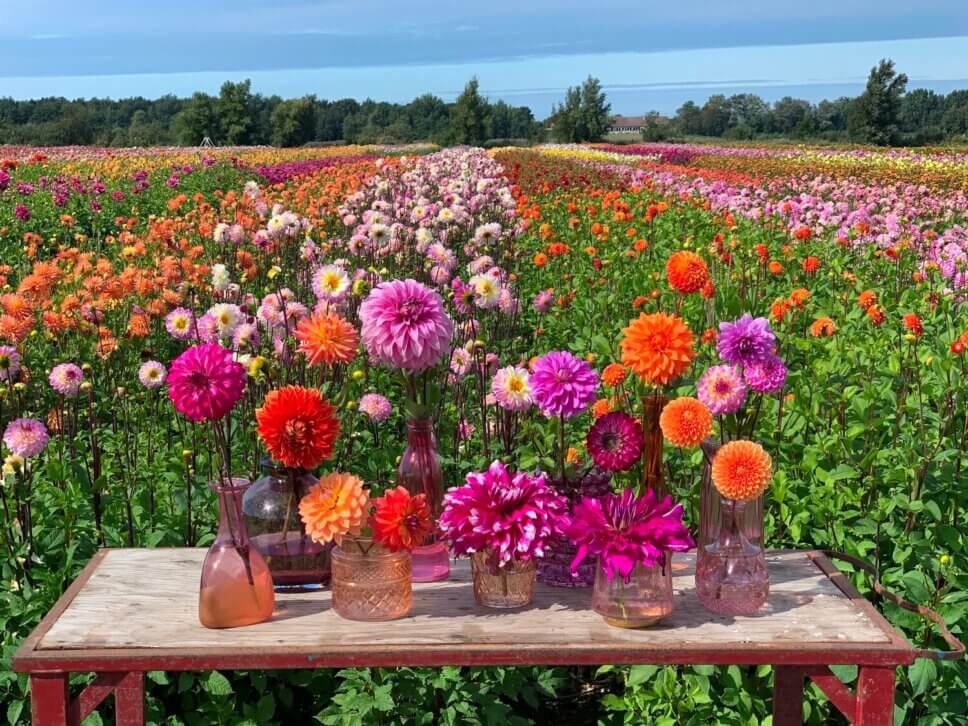 Bunte Dahliensträuße vor blühendem Blumenfeld