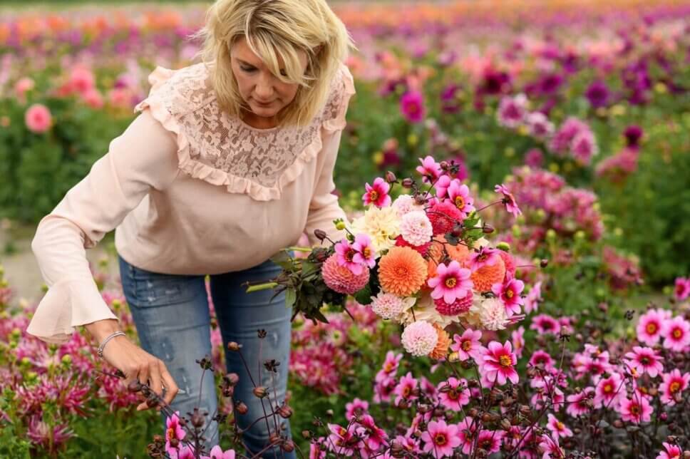 Frau schneidet mit einem Strauß voller Dahlien im Arm Blumen in einem blühenden Blumenfeld