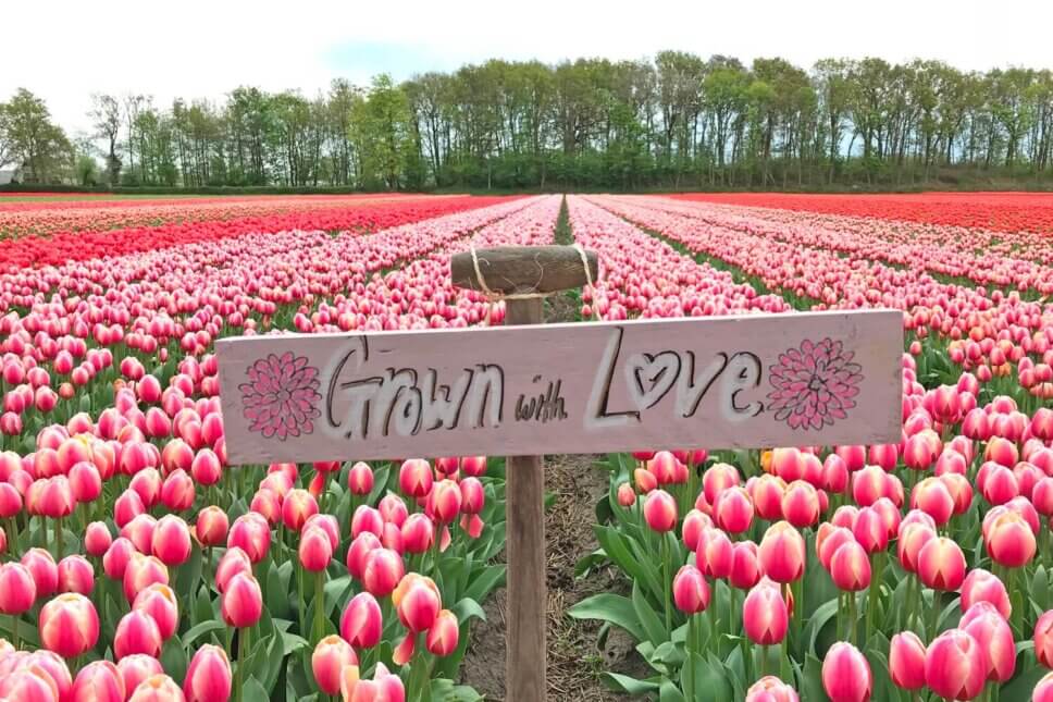 Rosa blühenden Blumenfeld voller Tulpen