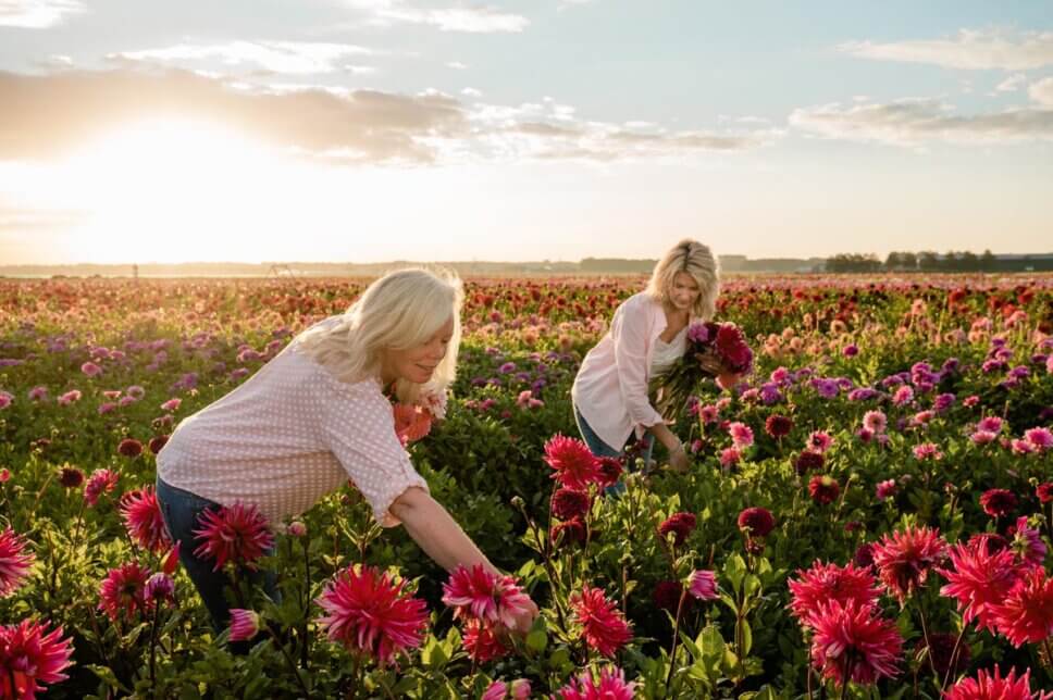 Zwei Frauen gehen mit je einem Strauß voller Dahliendurch ein blühendes Blumenfeld