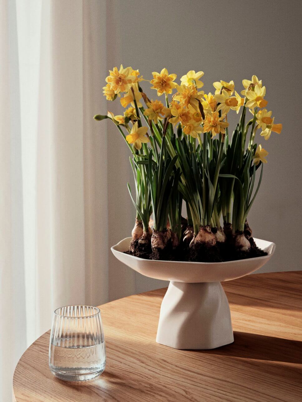 Narzissen auf Tisch